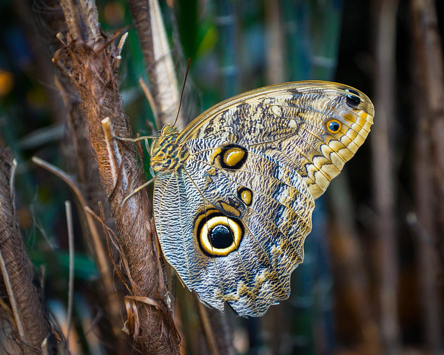 Owl Butterfly Photograph by Bill Pevlor