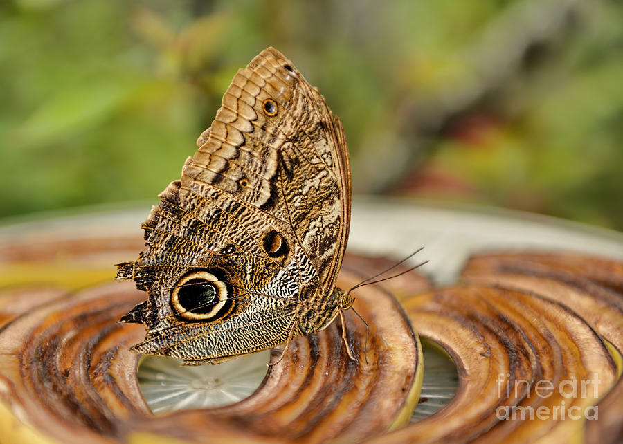 Owl Butterfly Breakfast Photograph by Olga Hamilton
