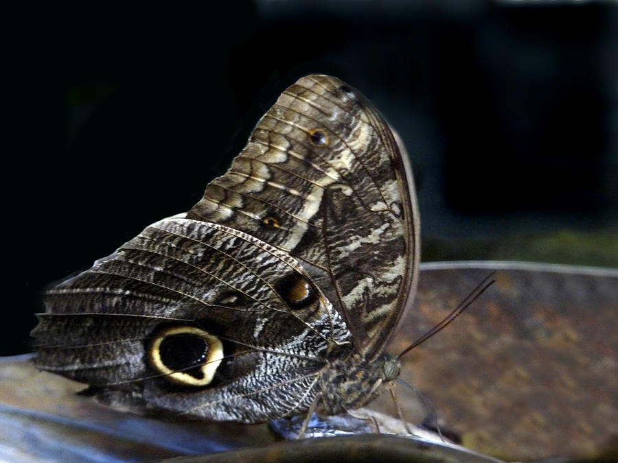 Owl Butterfly. Photograph by Chris  Kusik