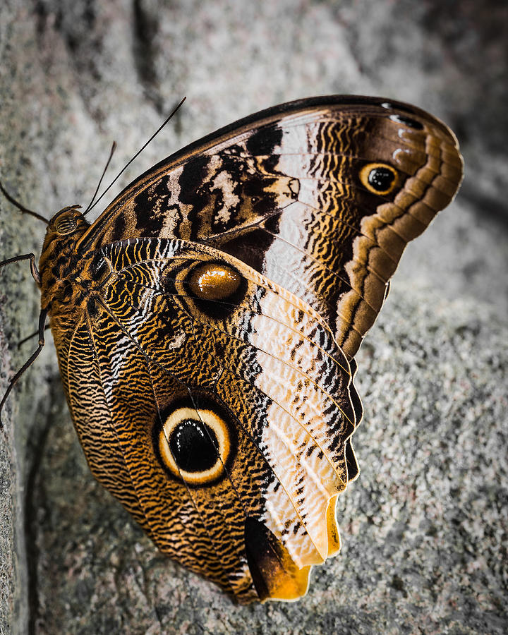 Owl Butterfly Photograph by Dale Kincaid