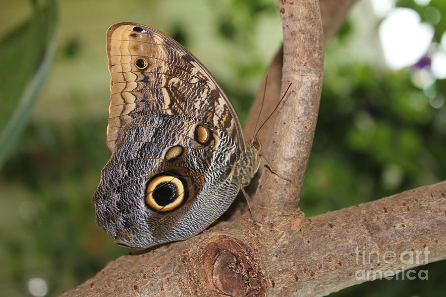 Owl Butterfly Photograph by David Grant