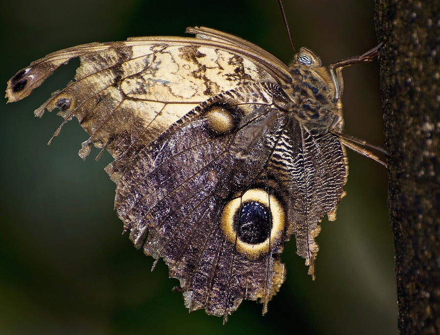 Owl Butterfly Photograph by Heather Applegate