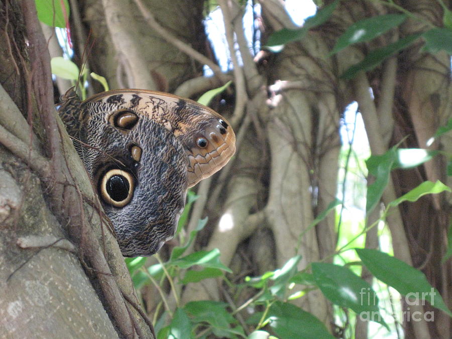 Owl Butterfly in Hiding Photograph by HEVi FineArt