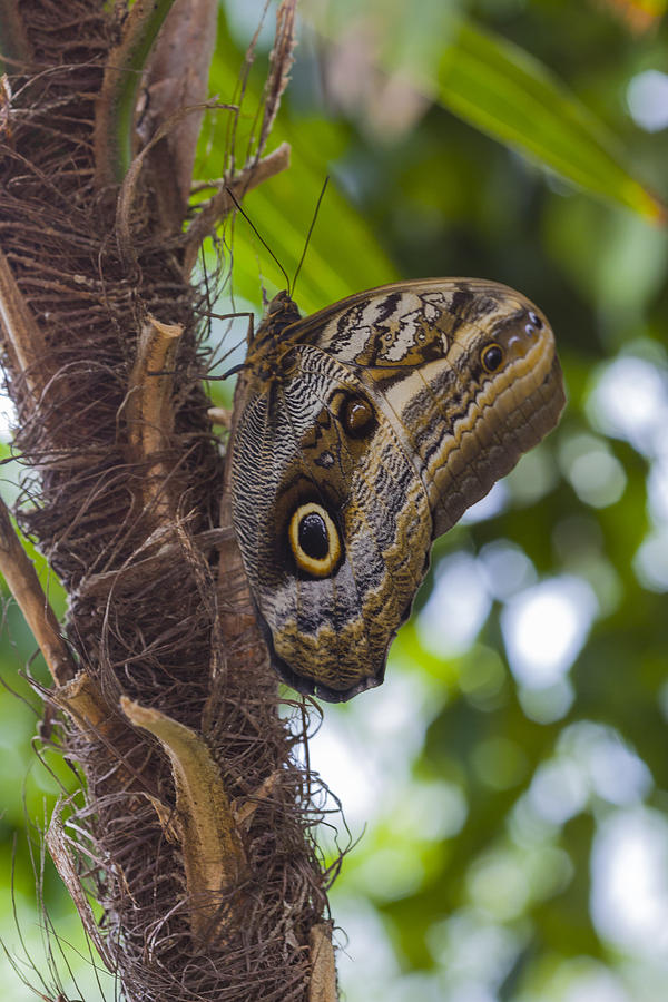 Owl Butterfly Photograph by Jack R Perry