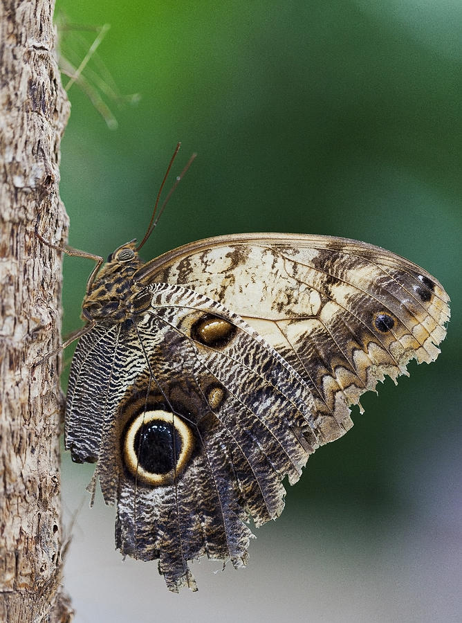 Owl Butterfly Photograph by Maj Seda