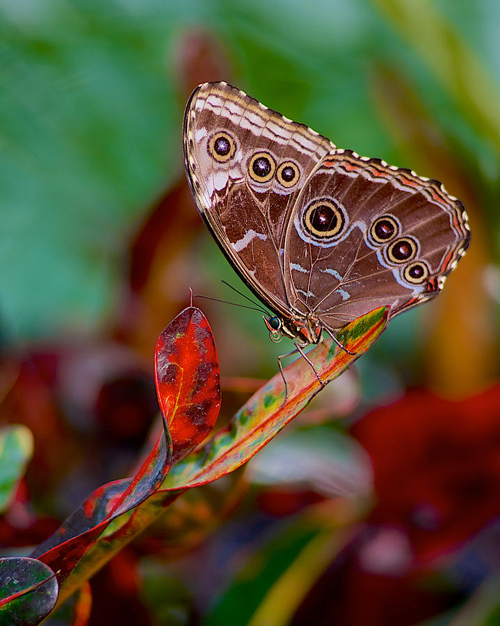 Owl butterfly Photograph by Pam DeCamp