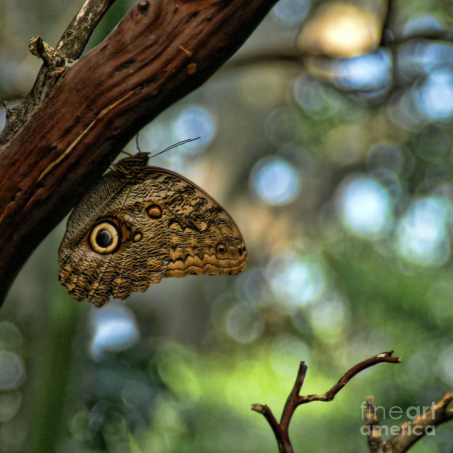 Owl Butterfly Photograph by Peggy Hughes