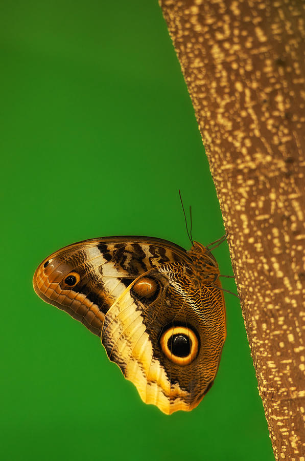 Owl Butterfly Photograph by Photography  By Sai