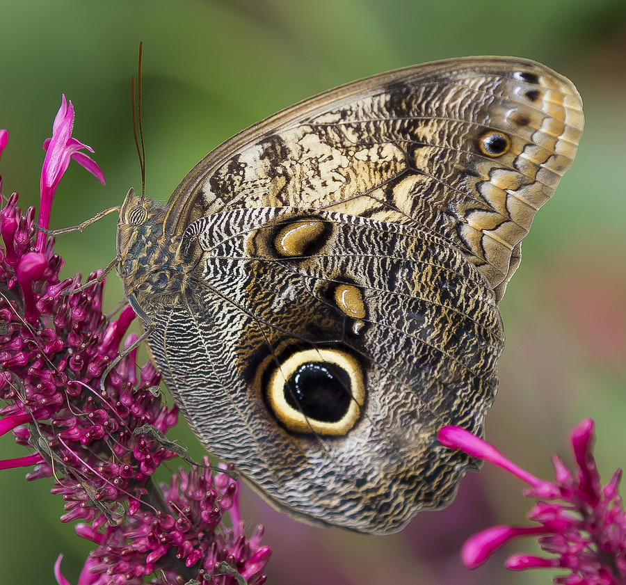 Owl Butterfly Photograph by Sean Allen
