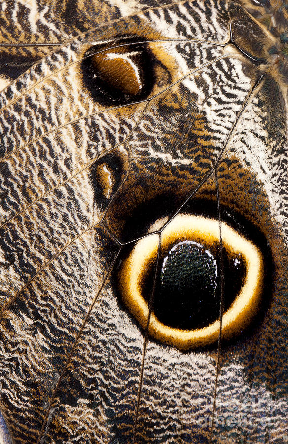 Owl Butterfly Wing Photograph by Anthony Totah