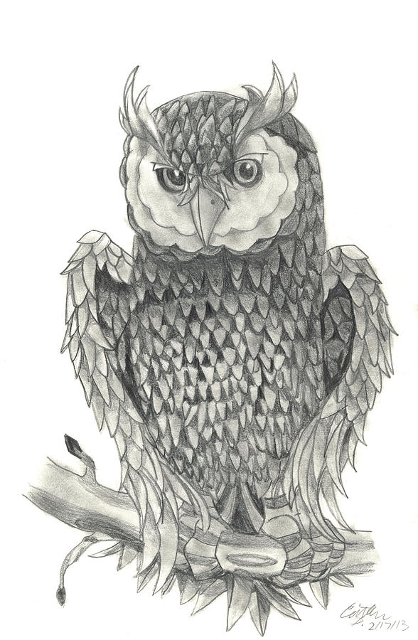 Owl Drawing by Caitlin Pennington - Fine Art America