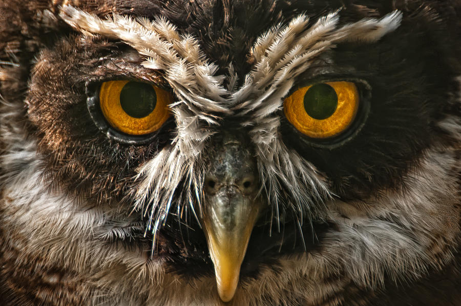 Owl Photograph by Chris Boulton
