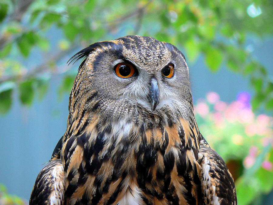 Owl Photograph by Cliff Newlands - Fine Art America