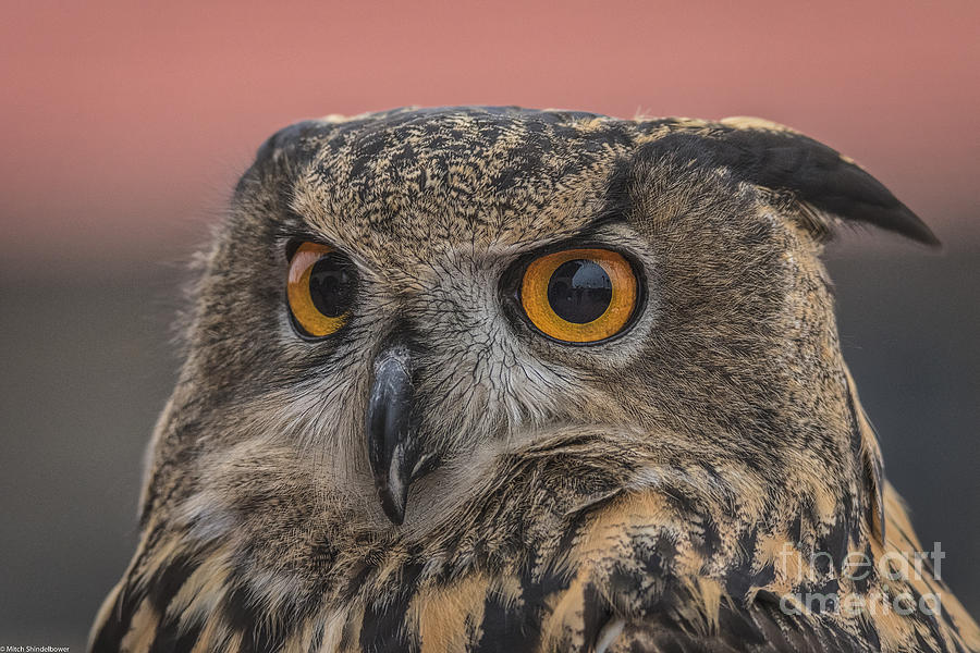 Owl Closeup Photograph by Mitch Shindelbower