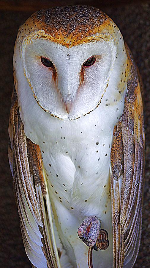 Owl Colors Photograph by Matt Helm