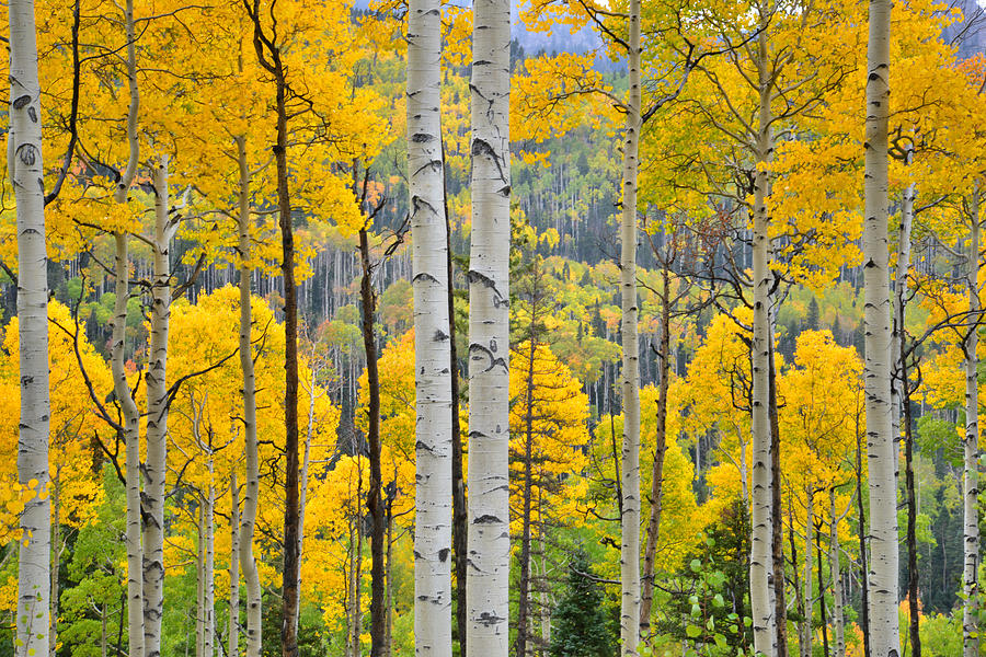 Owl Creek Pass Fall Colors Photograph by Ray Mathis