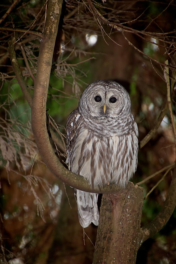 OWL Photograph by David Gleeson