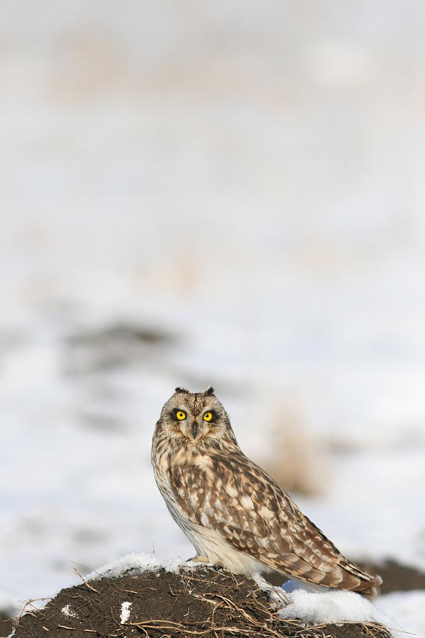 Owl Photograph - owl by Dragomir Felix-bogdan
