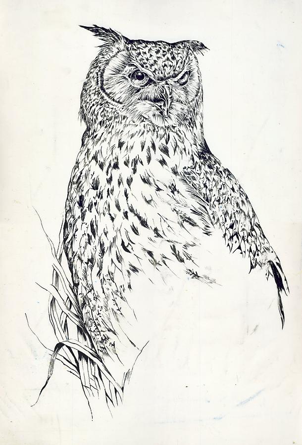 Owl Drawing Drawing by Alfred Ng