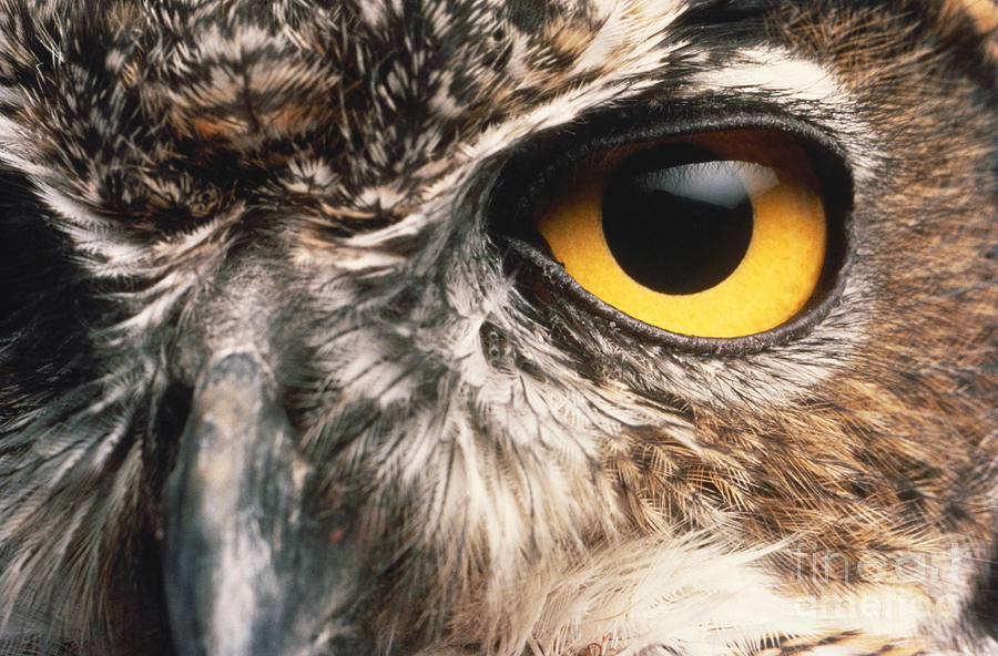 Owl Eye Photograph by Hans Halberstadt