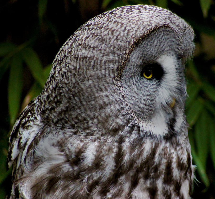 Owl Photograph - Owl Eye by Martin Newman