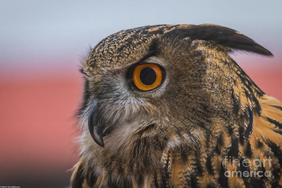 Owl Eye Photograph by Mitch Shindelbower