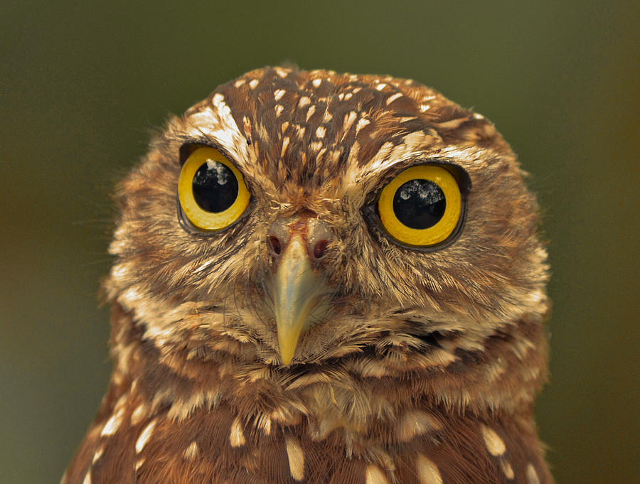 Owl Eyes Photograph by Dick Hudson