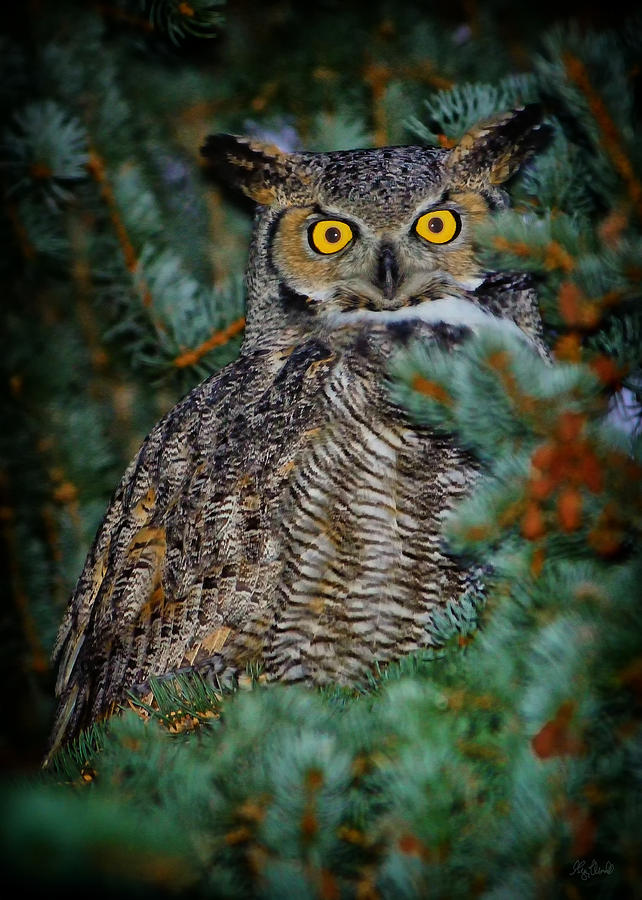 Owl Eyes Photograph by Greg Norrell