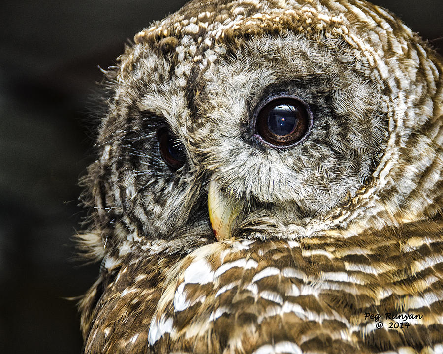 Owl Eyes Photograph by Peg Runyan