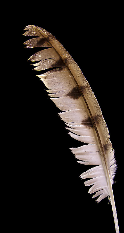 Owl Feather Photograph by Jean Noren