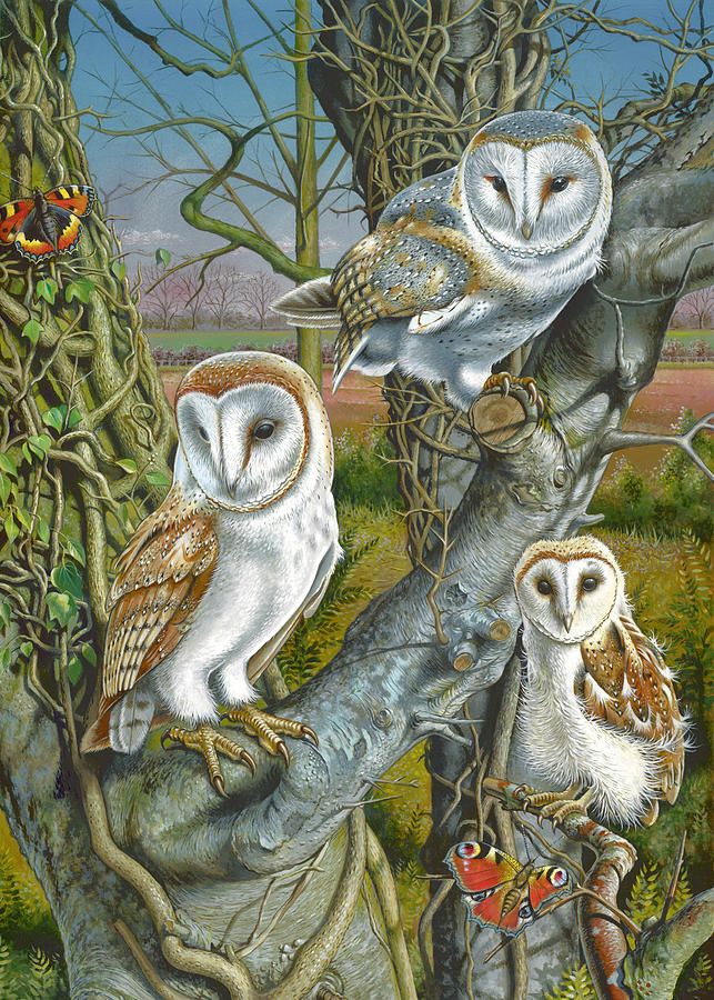 Owl Gathering Photograph by MGL Meiklejohn Graphics Licensing