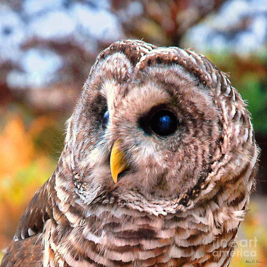 Owl Gaze Photograph by Adam Olsen