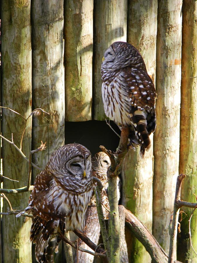 Owl Habitat Photograph by Warren Thompson