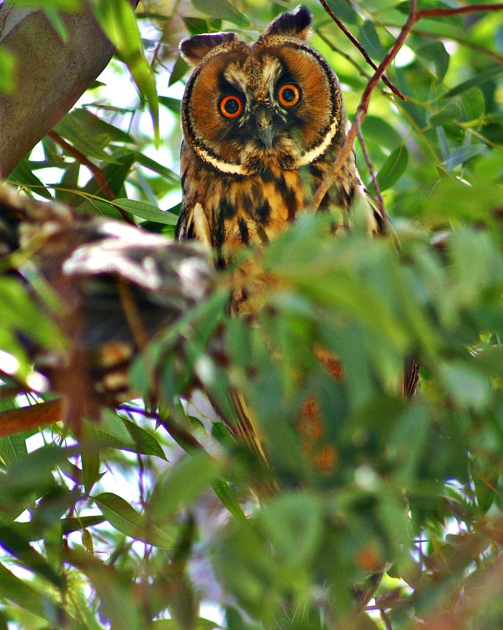 Owl Photograph by Henry Kowalski