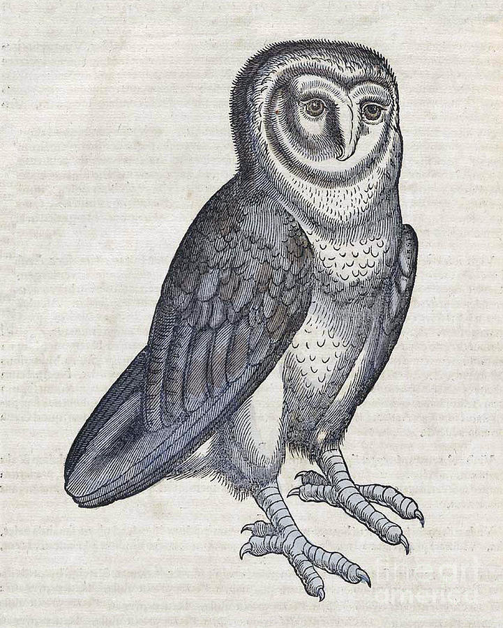 Owl Historiae Animalium 16th Century Photograph by Science Source