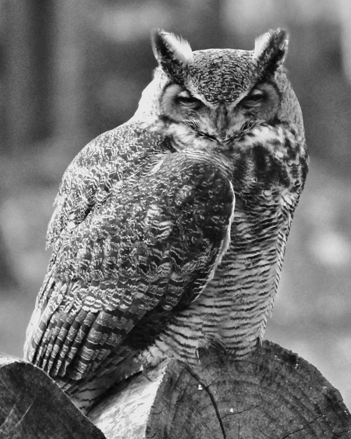 Owl In Black And White