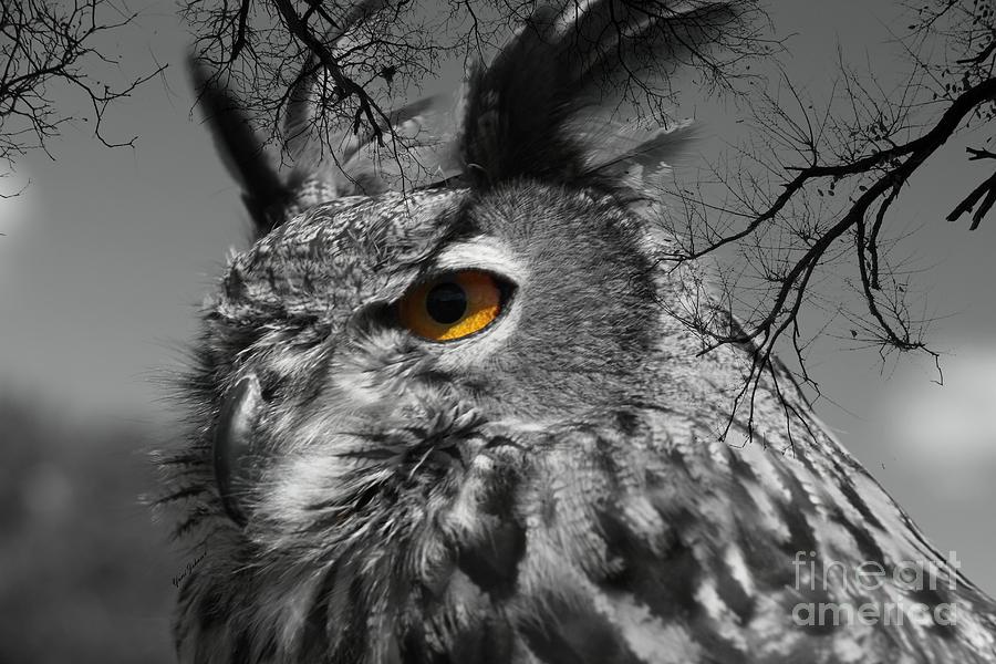 Owl in Black and White Photograph by Yumi Johnson