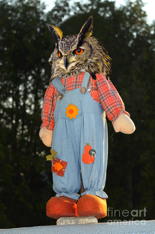 Owl in farm jeans perched on a pole Photograph by Les Palenik