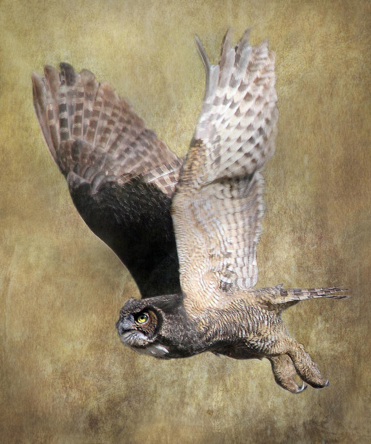 Owl in Flight Photograph by Angie Vogel