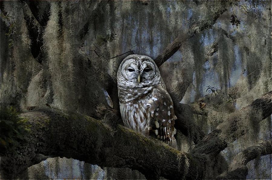 Owl Photograph - Owl In Spanish Moss by Eagle Finegan Owl Photograph - Owl In Spanish Moss by Eagle Finegan