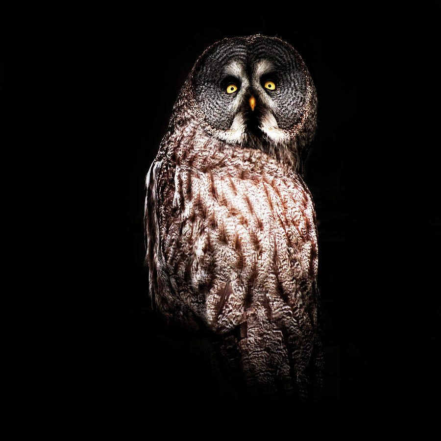Owl In The Dark Photograph by Samantha Nicol Art Photography