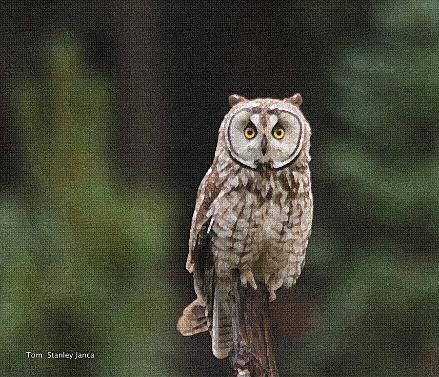 Owl In The Forest Visits Photograph by Tom Janca