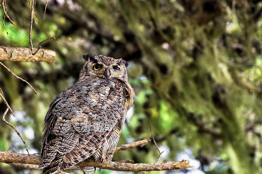 Owl in the Pines Photograph by Kathleen Bishop
