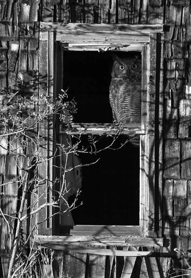 Owl Photograph - Owl in the Window by Angie Vogel