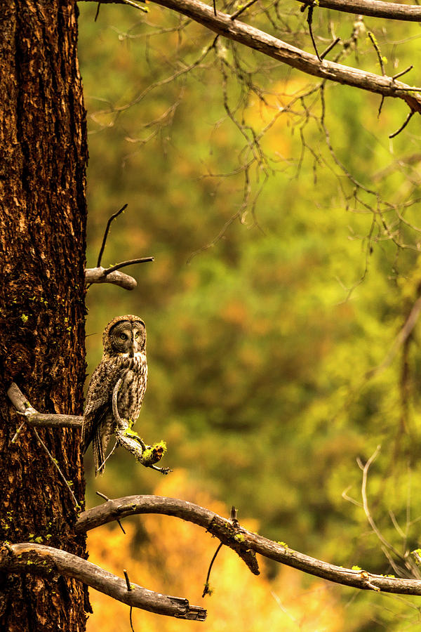 Owl In Wawona Oak Tree Photograph By Rick Saez 