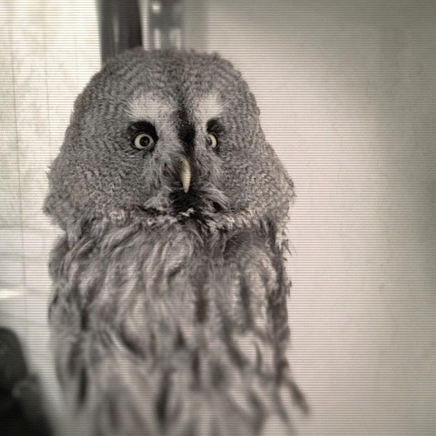 Owl Photograph - #owl  John君大好き^ ^ by Tokyo Sanpopo