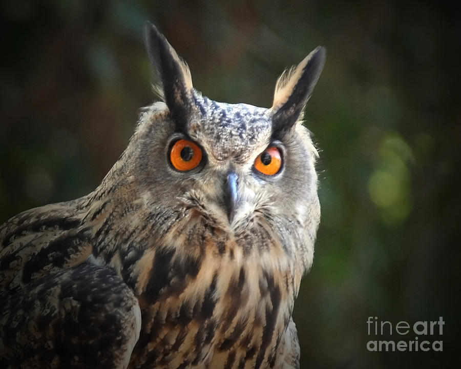 Owl Photograph by Josephine Cohn