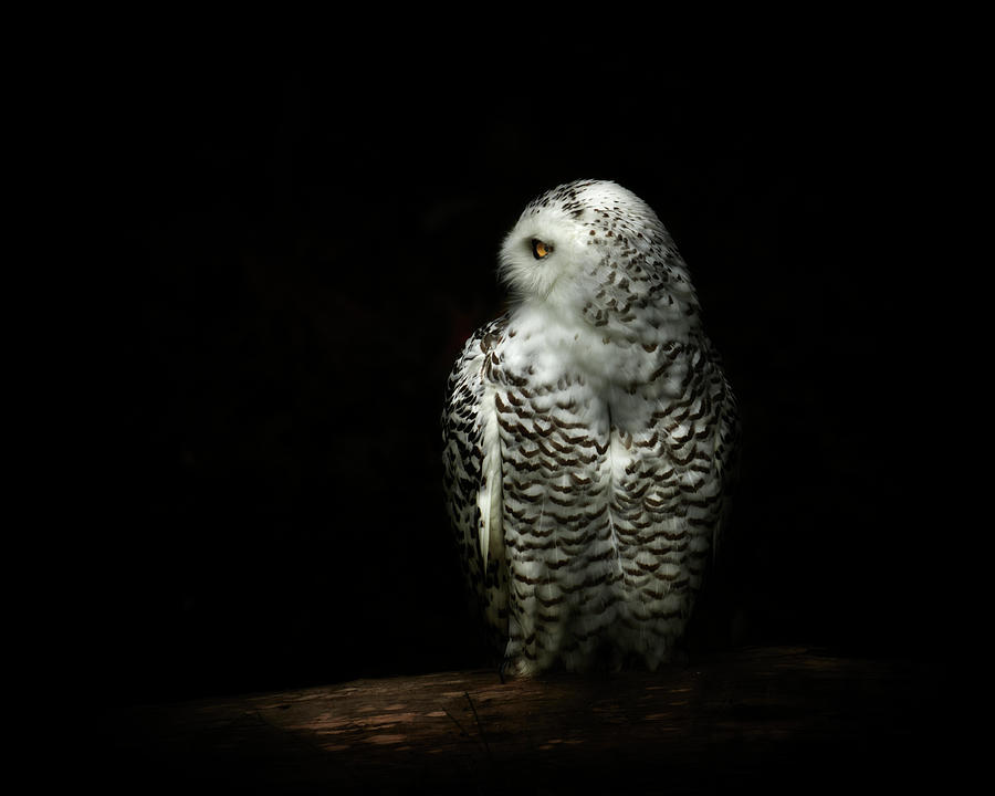 Owl Photograph by Kaneko Ryo