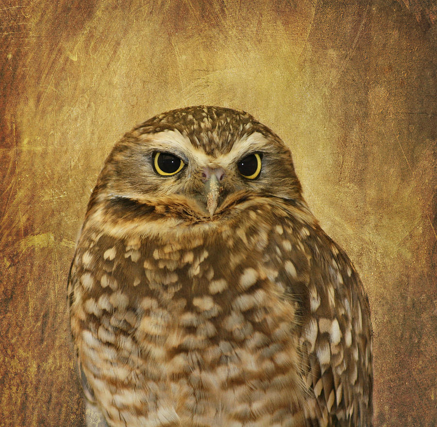 Owl Photograph - Owl by Kim Hojnacki