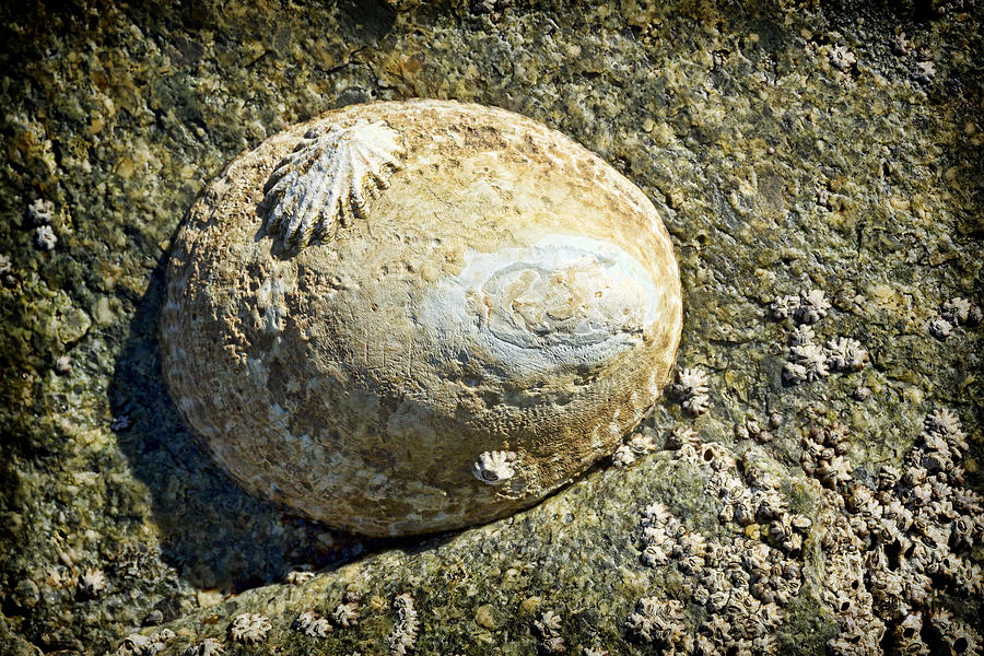 Owl Limpet Photograph by Kelley King